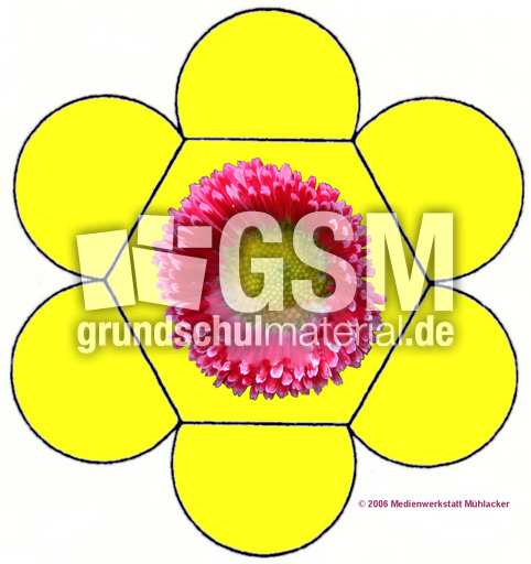 Wunderblume-6.jpg